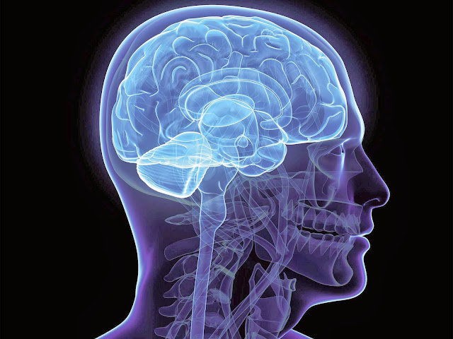 Estude e saiba ainda mais sobre Neuro Anatomia