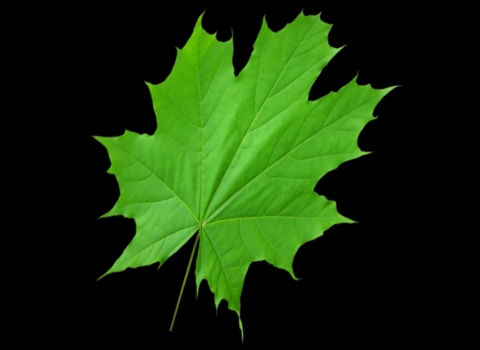 3d leaf with opacity 3d leaf with opacity