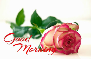 good morning with rose good morning with rose