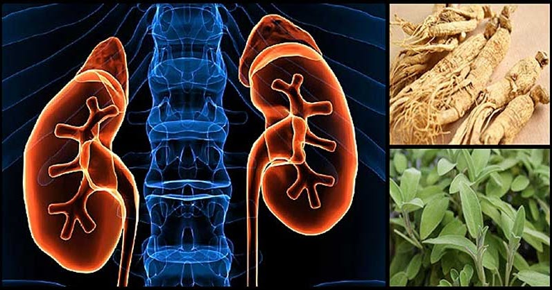 Foods That May Help Reduce Creatinine Levels Naturally - Dr. Farrah MD