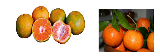 Jeruk Keprok Citrus Nobilis Lour Evolusi Keragaman Gambar Sumber Www