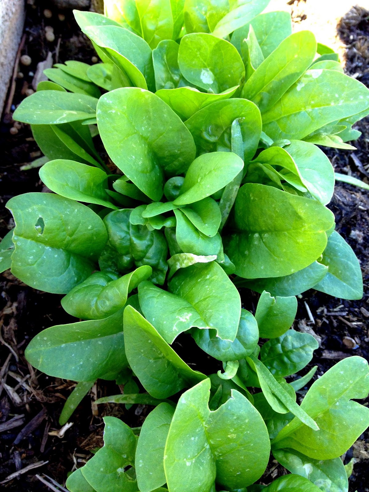 Grow eat Grow May 2013