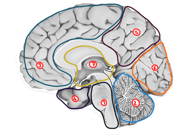 Ou Se Trouve Le Cerveau De Jfk A la recherche du stress.: Le cortex et le système limbique.
