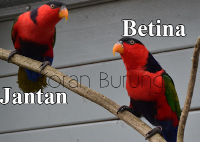 Mengenal Burung Nuri Kepala Hitam Dan Perawatannya Perawatan nuri kepala hitam kian terkenal hingga dikala ini Mengenal Burung Nuri Kepala Hitam Dan Perawatannya