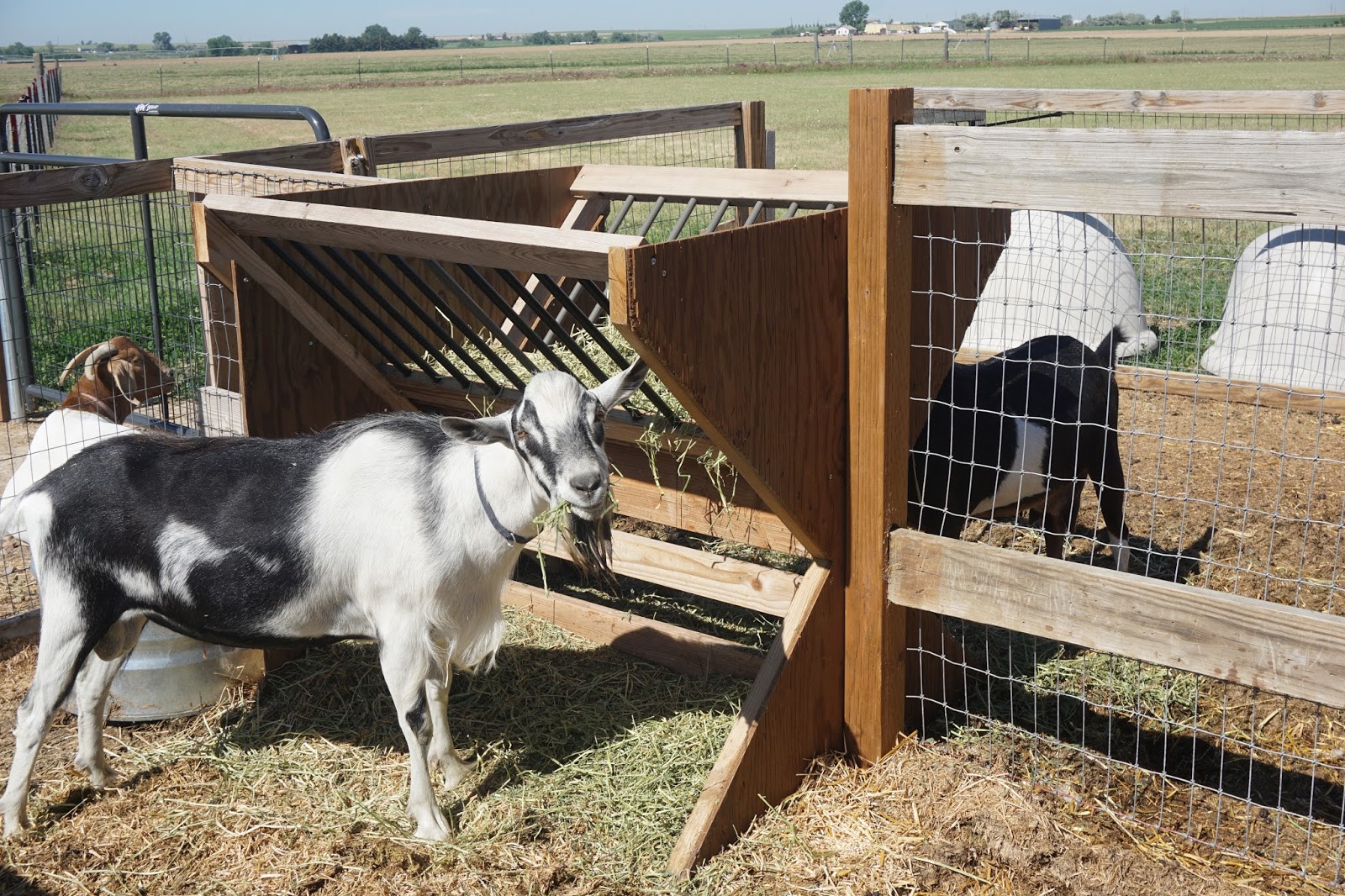 DisLDo Homestead Champagne jelly and cleaning out goat pens