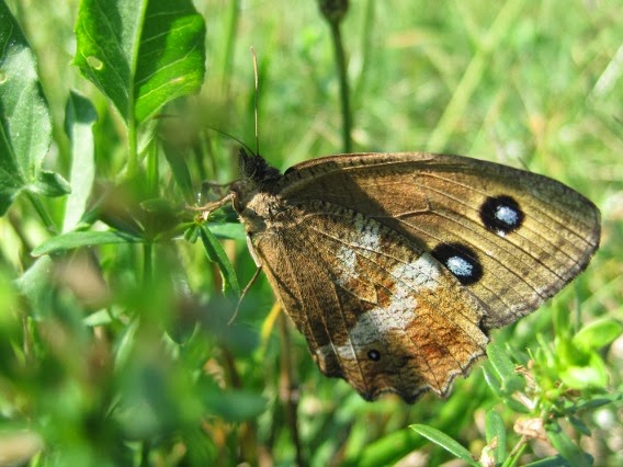 The Eagle's Gaze : Austrian insects (II): butterflies and moths