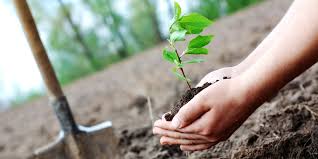 tree plantation essay