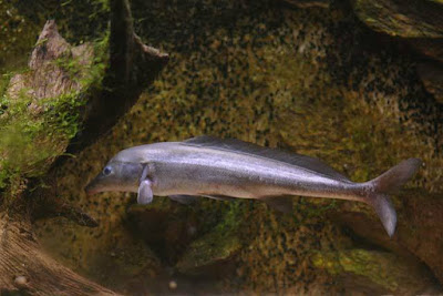 Makanan Eastern Bottlenose Mormyrid