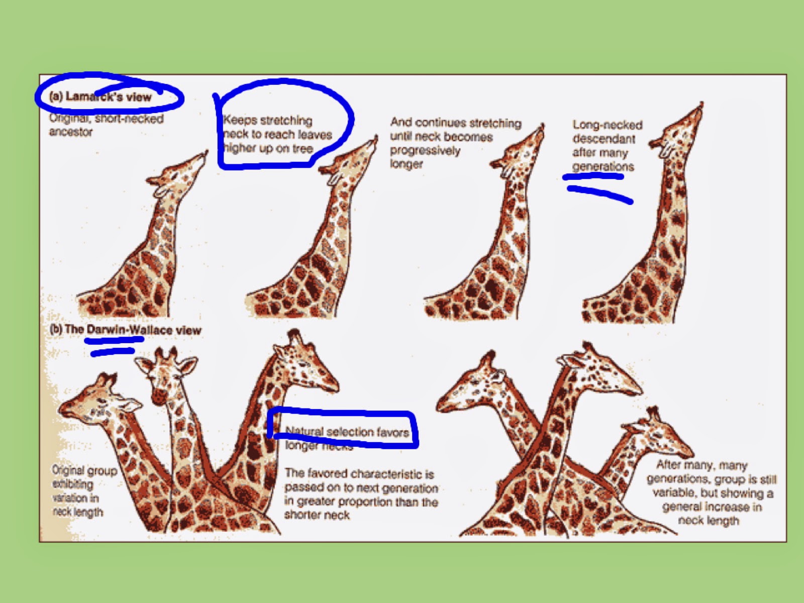 EC Honors Biology Artificial selection and darwin's influencers