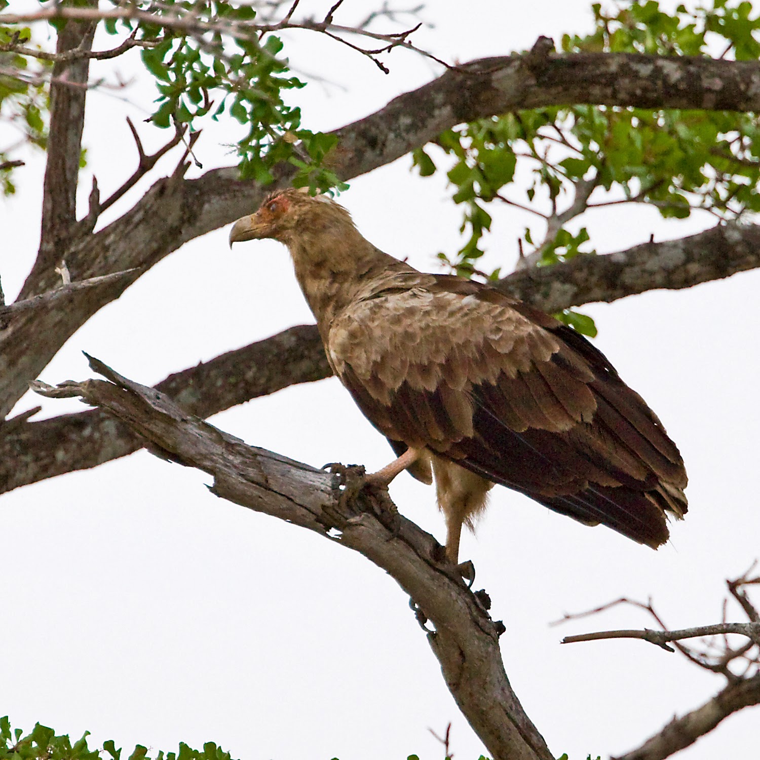 Tanzania & Zanzibar Palmnut Vulture