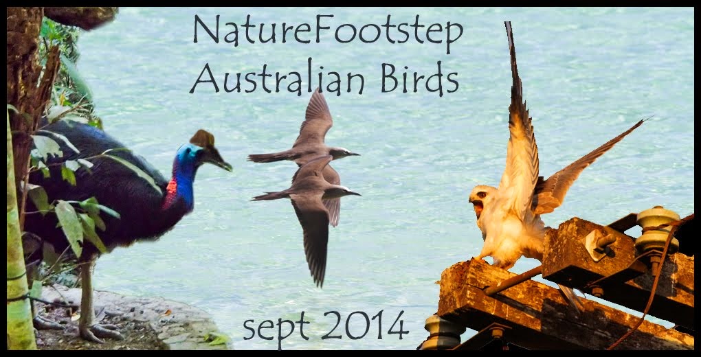 NatureFootstep Australian birds