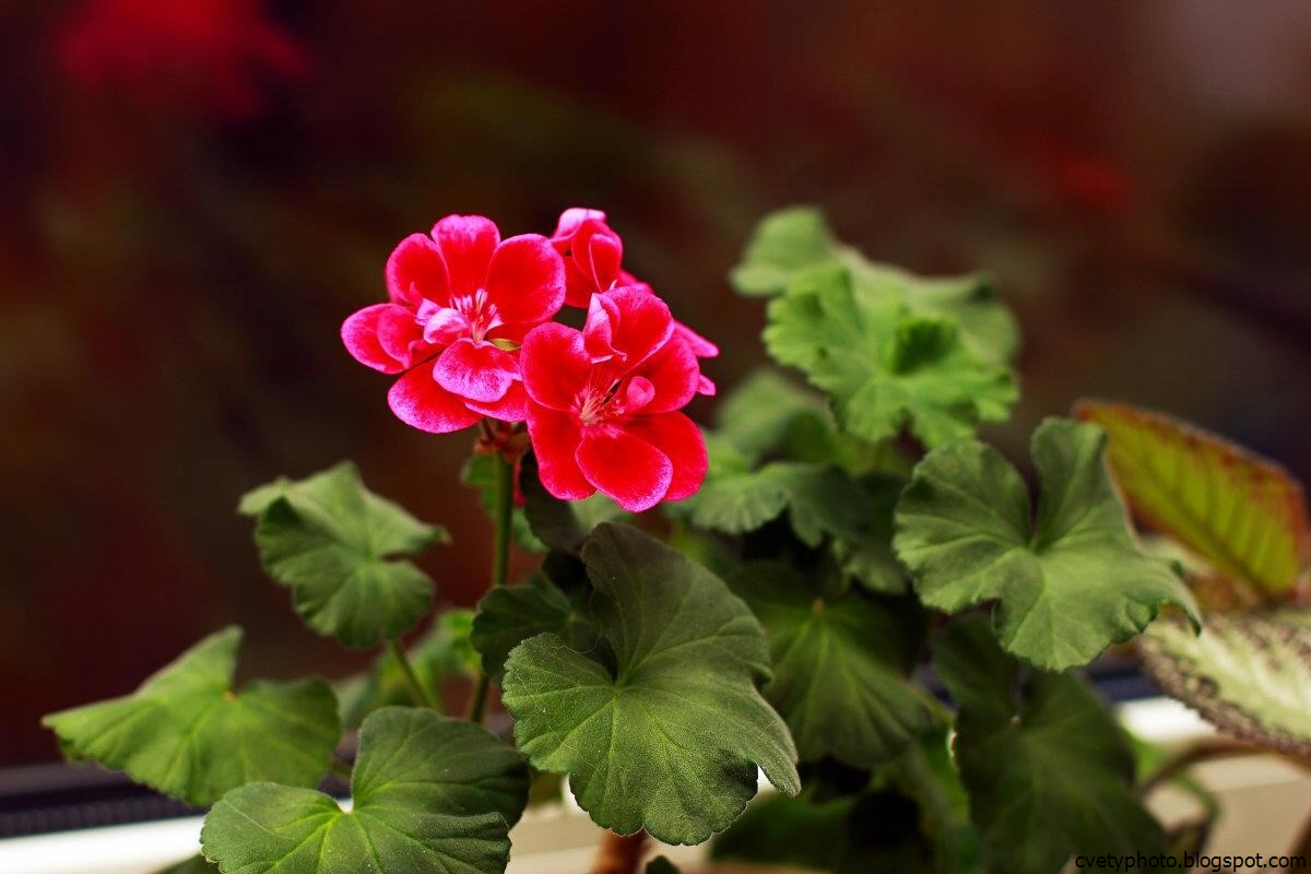 пеларгония герань комнатная. какая герань лучше. герань комнатное растение. герань королевская пеларгония. какая герань лучше.