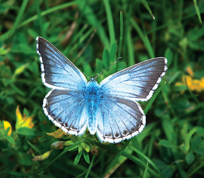 Blue Butterfly by Jonathan Bradley