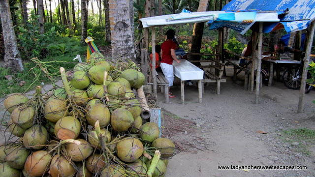 Coconut near Mac Arthur Park