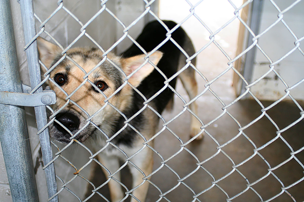 White Wolf New Jersey New Law Pet Stores Can Sell Only Rescue Animals