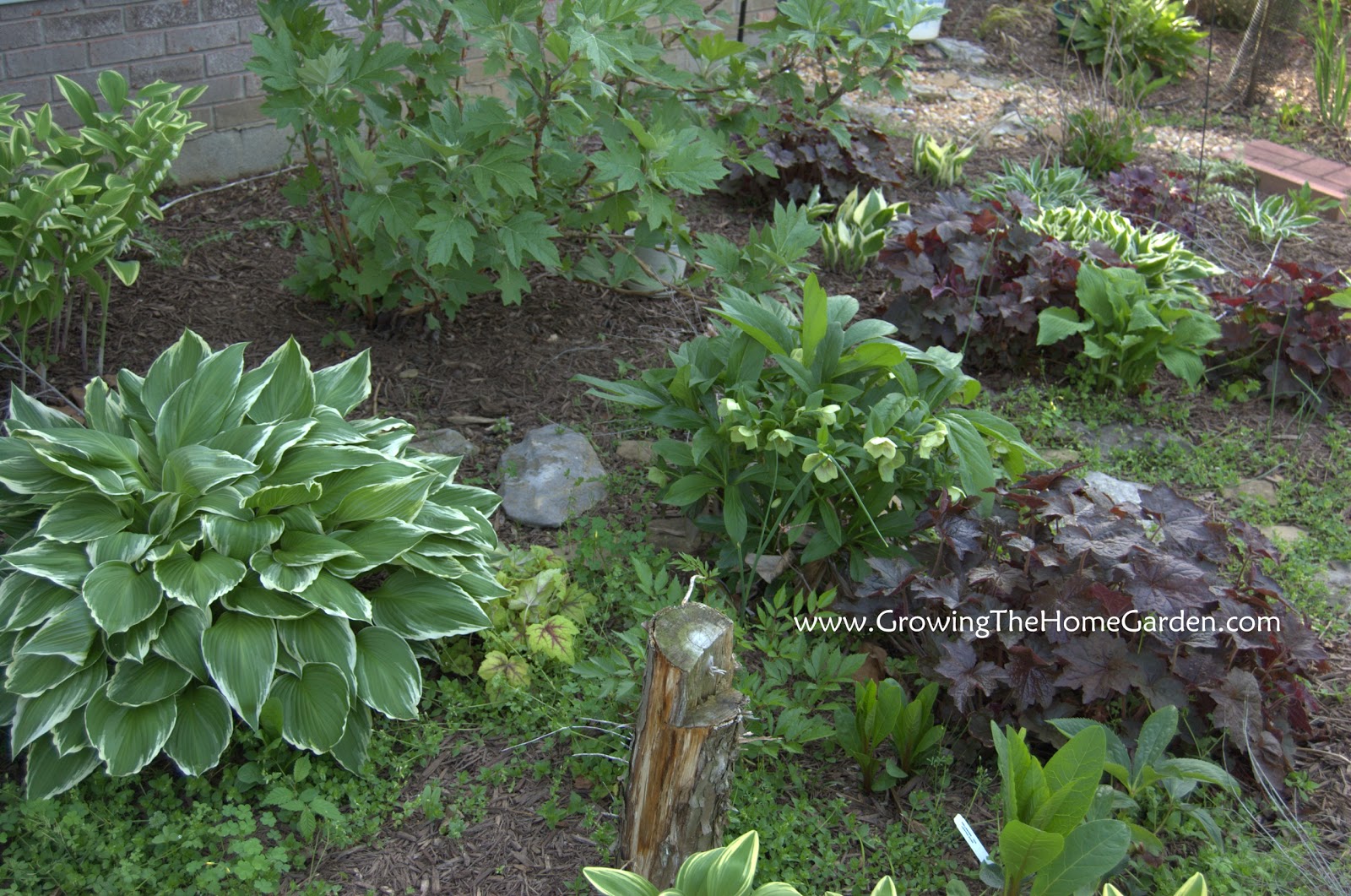 Best Shade Garden Ideas Photograph | ... Garden: Gardening i