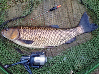 Chub caught on trotted pellet