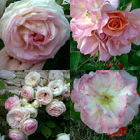 Mes roses dans mon jardin