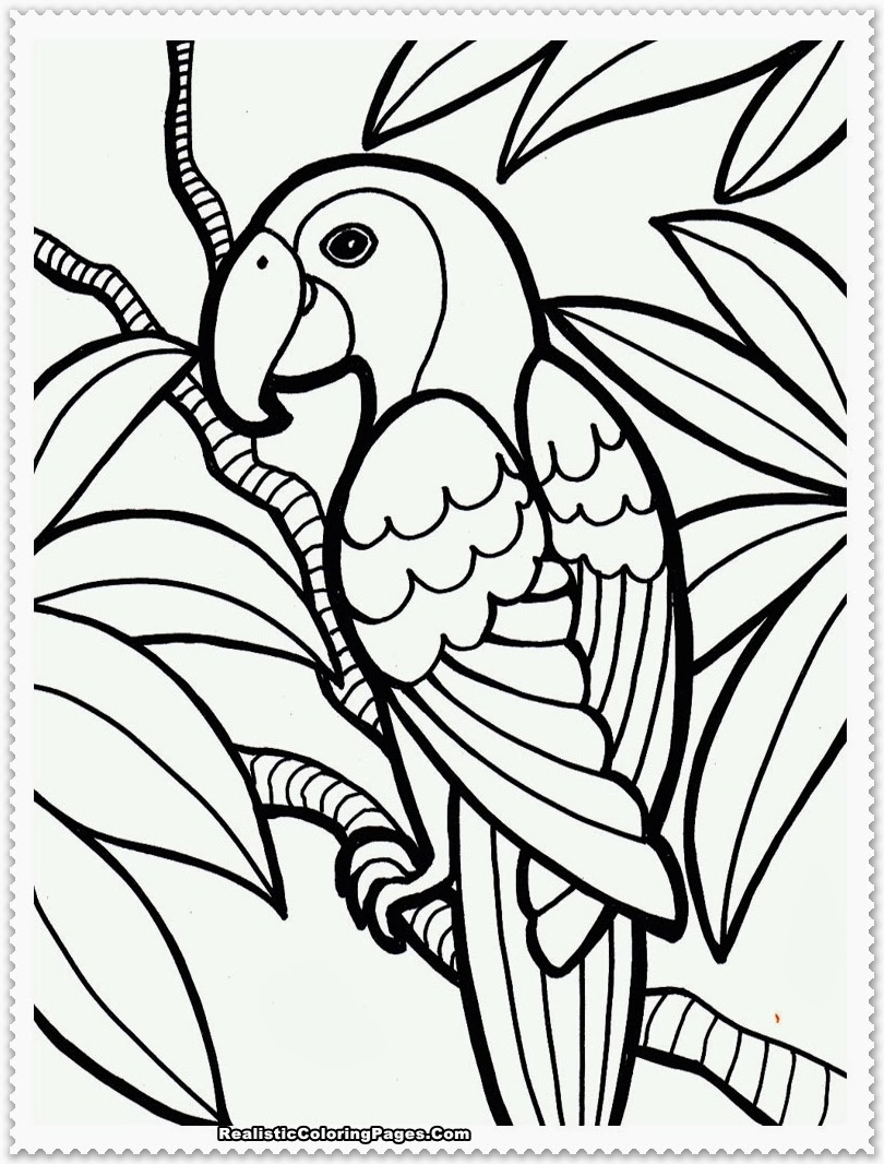 Realistic Bird Coloring Pages 28 Images Birds