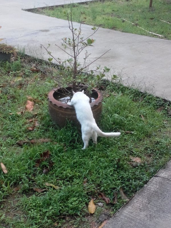 Кошка пьет воду из горшка