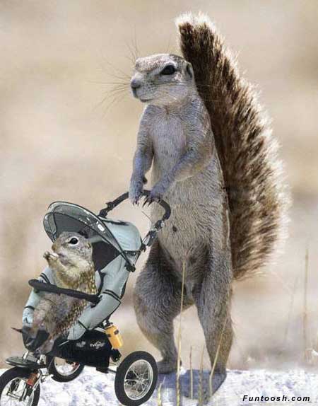 Squirrel | Funny and Interesting New Images-Photos | Funny ...