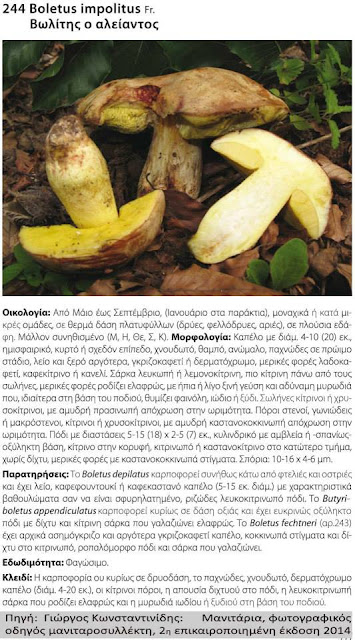 Hemileccinum impolitum (Fr.) Šutara