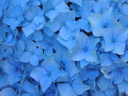 wallpapers flower flowers floral roses rose blues blu garden pale
