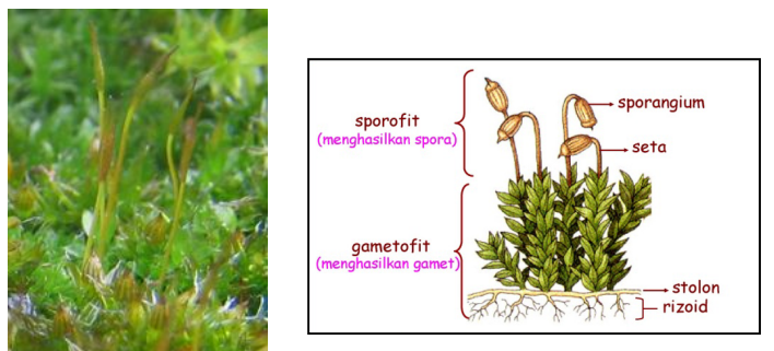Tumbuhan Lumut Bryophyta Pengertian Ciri Klasifkasi Siklus Hidup Dan Manfaatnya Bagi Manusia Pintar Biologi
