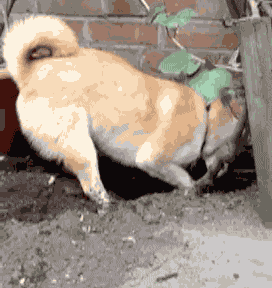 Funny animal gifs - part 84 (10 gifs), funny dog gif with caption