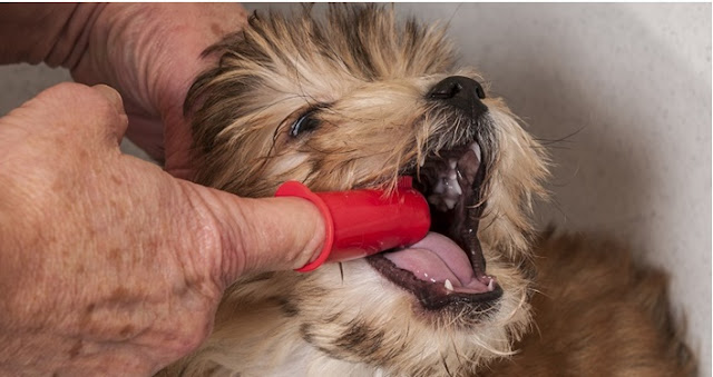 4 dicas para ajudar na limpeza dos dentes dos SHIH TZU