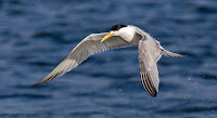 Swift Tern in Flight Woodbridge Island, Cape Town - Canon EOS 7D Mark II  Copyright Vernon Chalmers