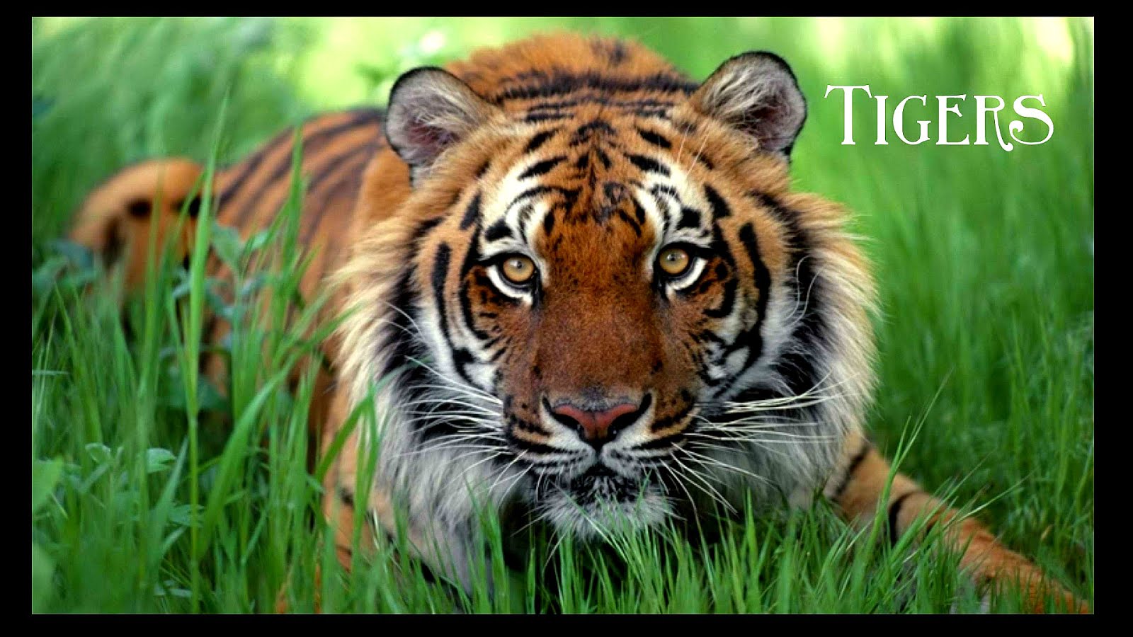 Why Are Tigers Endangered - Danger Choices