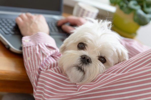 Estudo revelou o tipo de pessoa que melhor consegue compreender os shih tzu