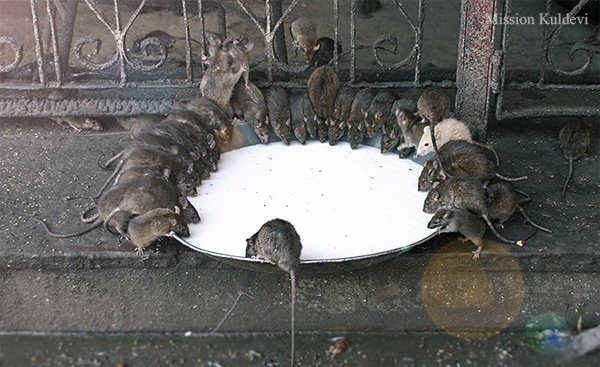 चूहों का अद्भुत मन्दिर- देशनोक 