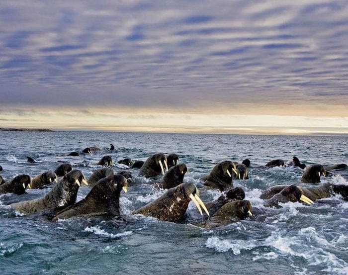 Walruses
