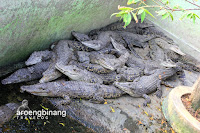 taman buaya tanjung pasir