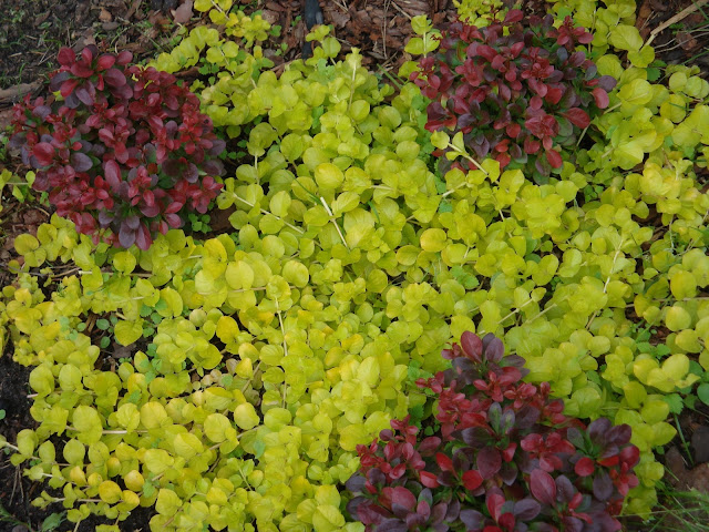 lysimachia nummularia Aurea, berberys Bagatelle