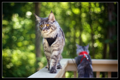 Maine coons, Stalone and Shiva, walking outside