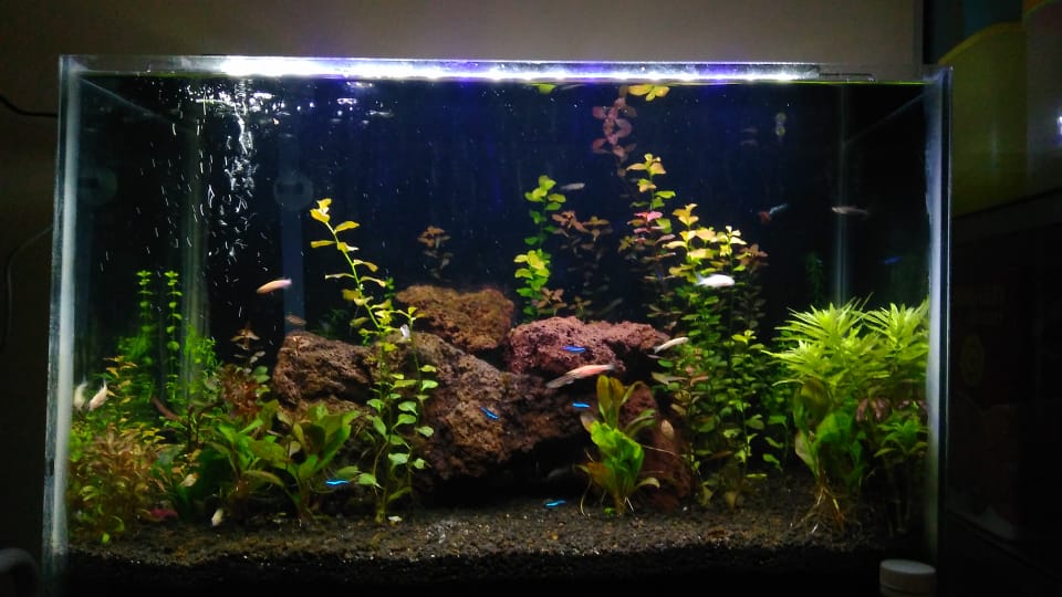 Aquascape Keindahan Kecil Dari Bawah Air