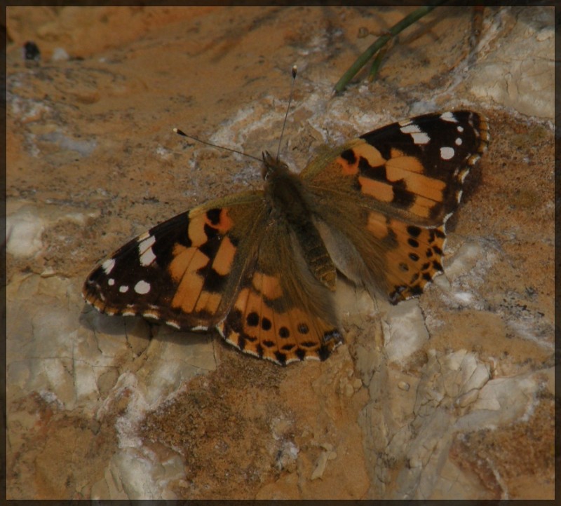 Papillon Qui Se Pose Sur Moi Islam decouverte66: attitudes papillons