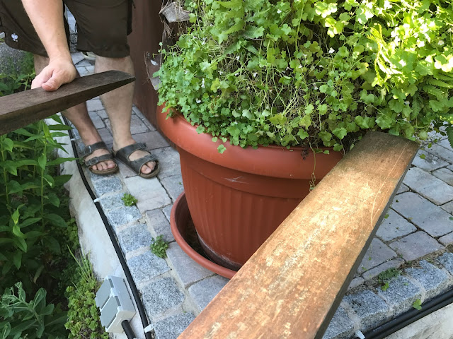 vorsichtig wird die Palme in die Gabel gefädelt (c) by Jochim Wenk vorsichtig wird die Palme in die Gabel gefädelt (c) by Jochim Wenk