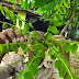 Energi Alternatif dari Daun Belimbing Wuluh