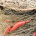 How To Grow 25 Pounds of Sweet Potatoes in a Bucket The RIGHT WAY...