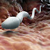 Contraceptive Pill for men limit sperm activity with no side effects