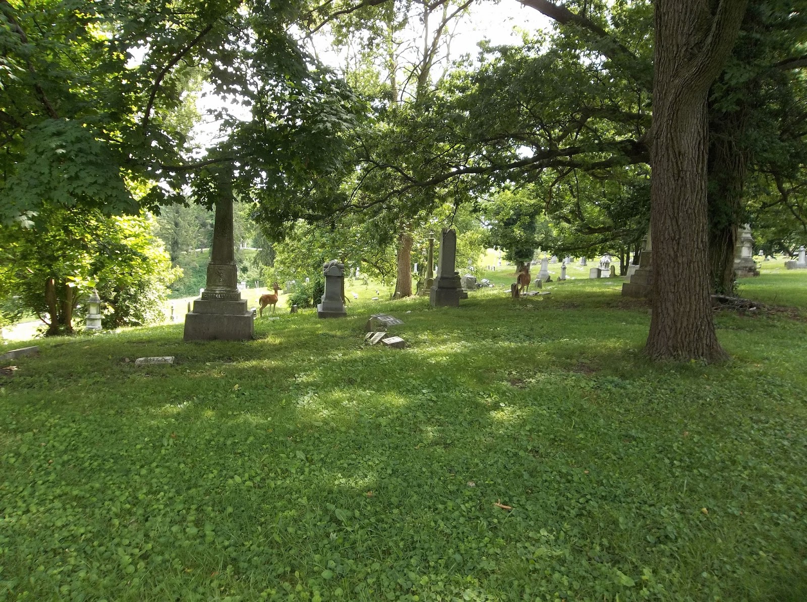 Travels of a Hobgoblin Taphophile Deer Vine Street Hill Cemetery