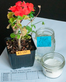 SUGAR WATER EFFECT PLANTS