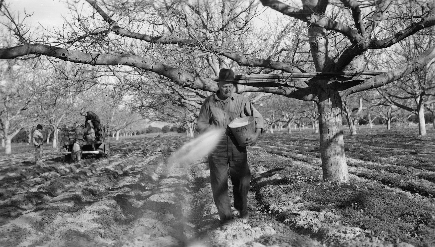 O.C. History Roundup Walnuts The Mother of Invention