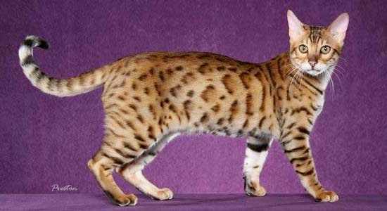 gato-bengala-bengali-caracteristicas-raza