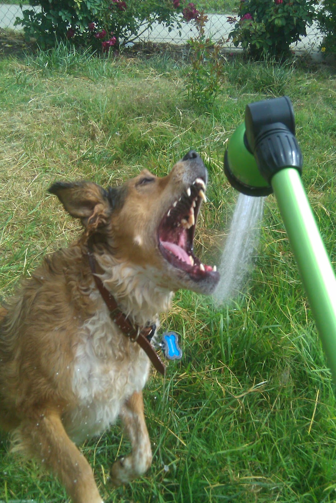 The Dog Geek What Does Reactive Mean 