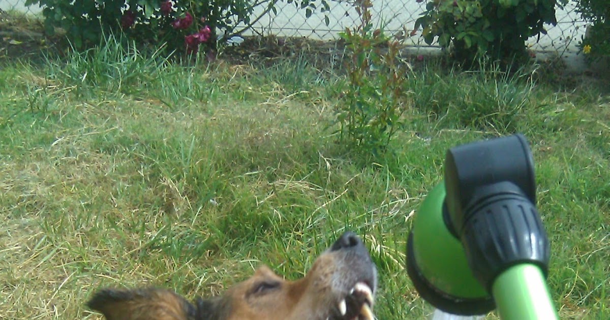 The Dog Geek What Does Reactive Mean 